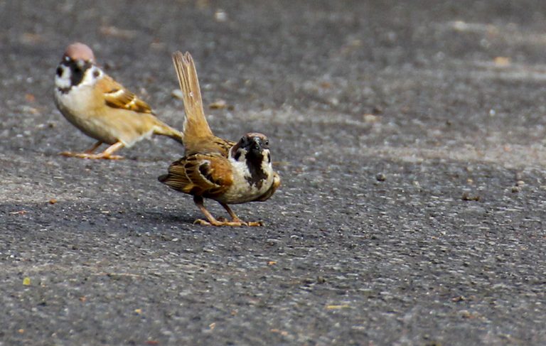 Keanekaragaman burung di Pertamina Tanjung wangi