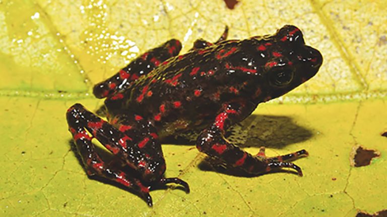 Kodok baru dari Pulau Jawa