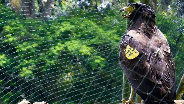 Dua Ekor Elang Dilepas-liarkan Di Kulonprogo