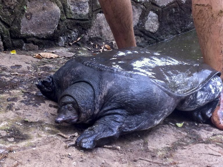 Kura-kura Belawa, Satwa Khas Cirebon Semakin Terancam