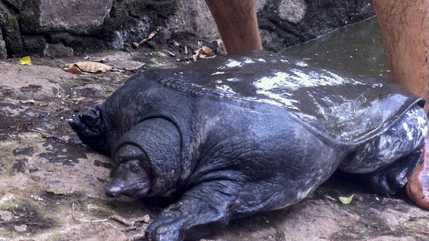 Kura-kura Belawa, Satwa Khas Cirebon Semakin Terancam