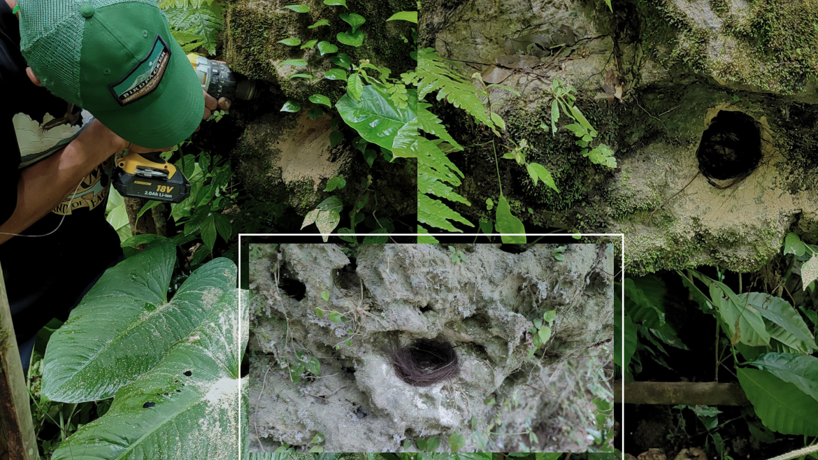 Menyediakan "Rumah Aman" Bagi Burung Sikatan Cacing di Jatimulyo
