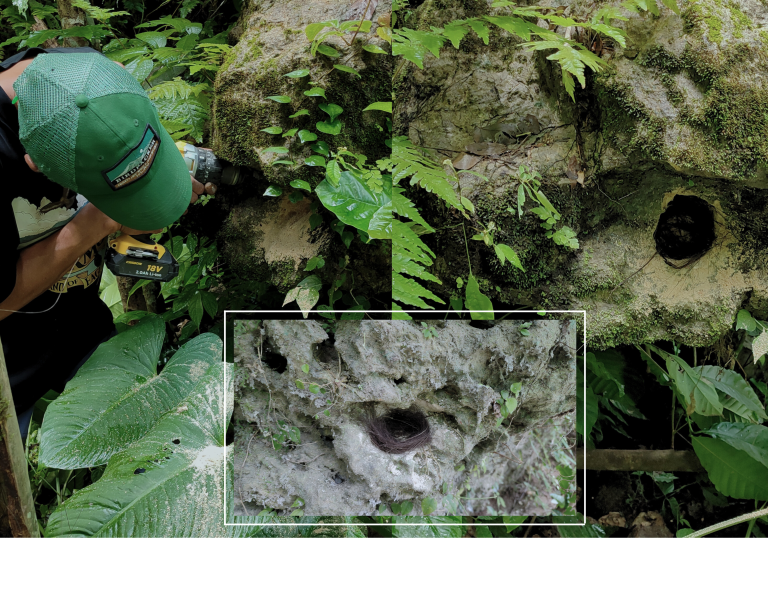 Menyediakan “Rumah Aman” Bagi Burung Sikatan Cacing di Jatimulyo