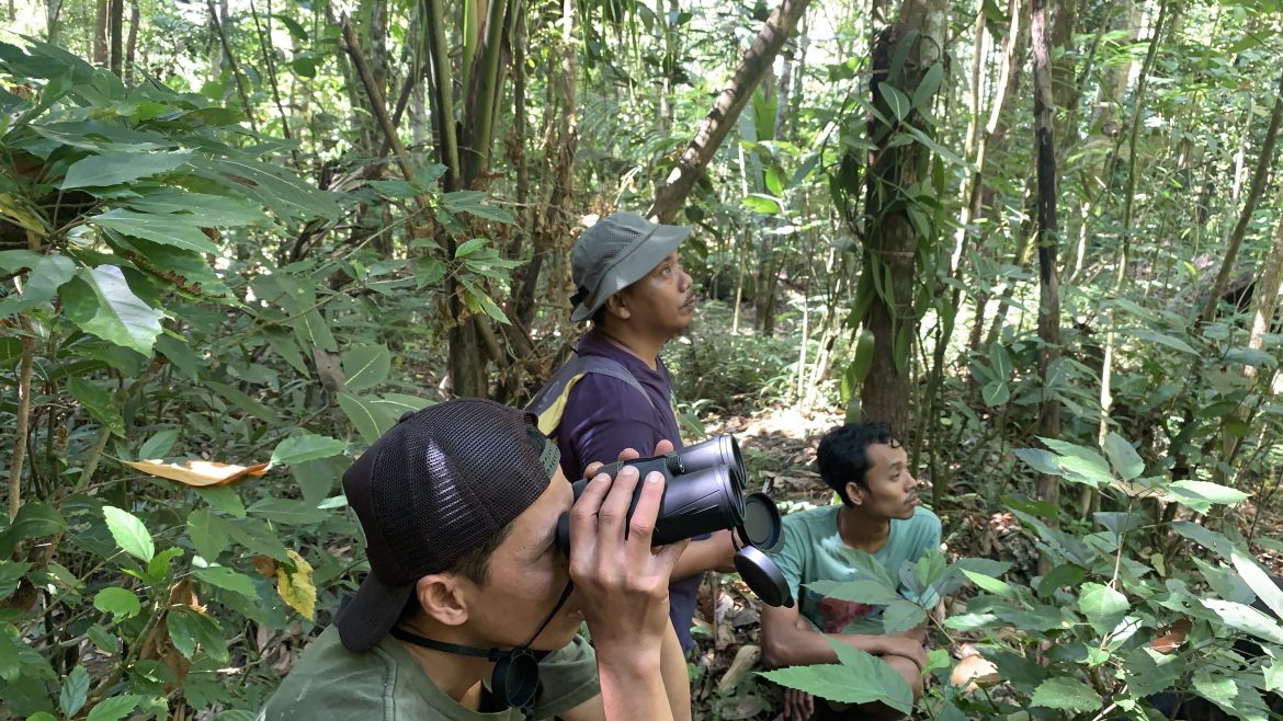Menjaga Habitat, Menjaga Masa Depan Sikatan Cacing